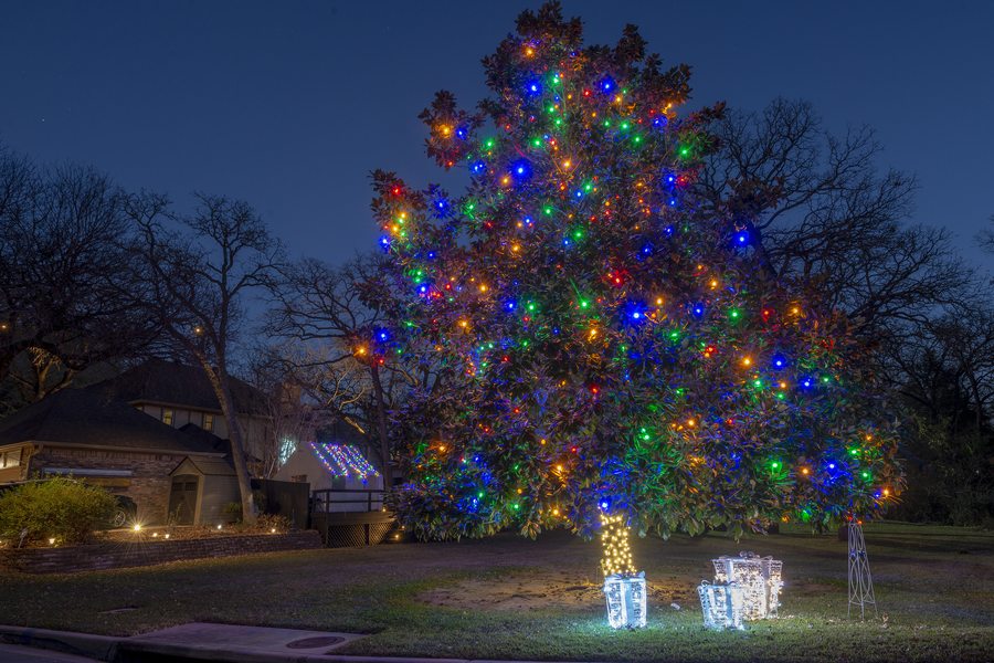 Magnolia tree wrapped in multicolor Christmas lights with lit gift box decorations at base